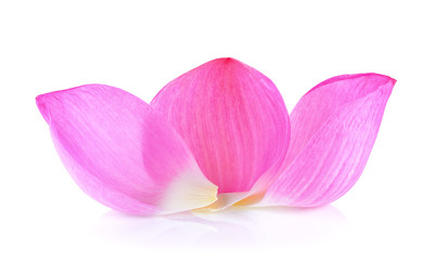 Fototapeta na wymiar petal lotus flower on white background