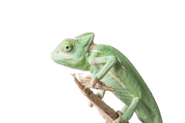 Greenish chameleon on branch isolated on white background