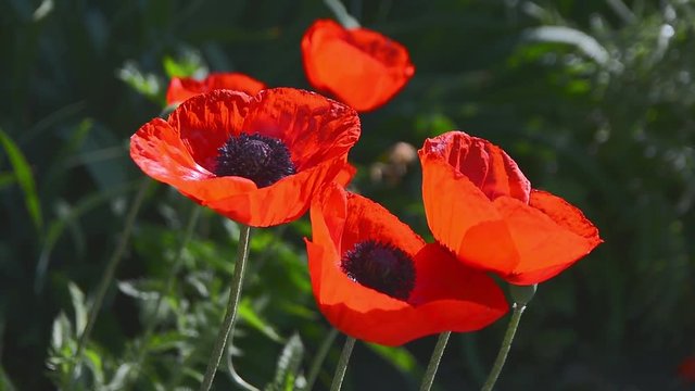 Red Poppies on a Flowerbed and Bees Fly Around