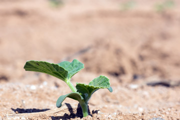 The first true leaves of zucchini on a bed of spring