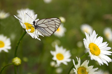 Obraz premium Бабочка на ромашке. \ Белая бабочка на ромашке,рядом также ромашки,фон-зелёный.