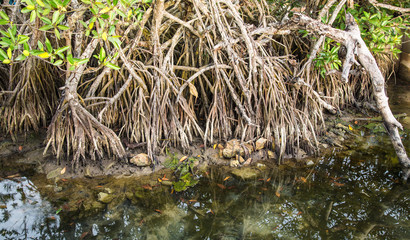 Mangrove forest topical rainforest for background,Big tree root.