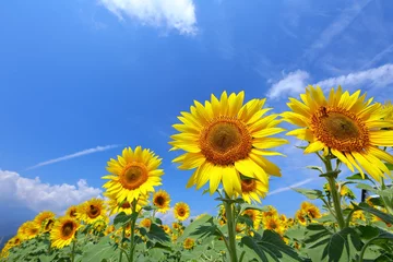 Foto auf Acrylglas Sonnenblume ヒマワリ畑と空