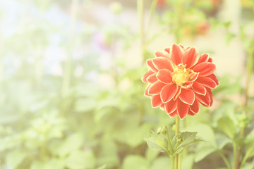 Dahlia in garden with vintage bright light tone from photoshop to express sunshine