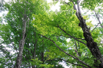 low angle view of spring tree branch