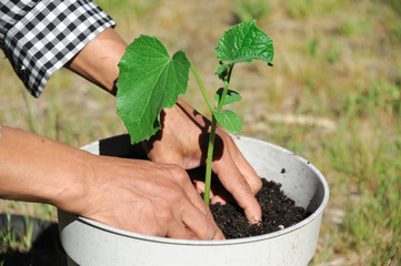 planting in the pot by hand