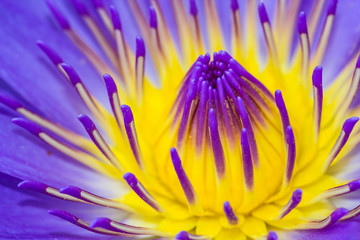 purple lotus closed up