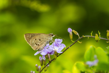 borbo cinnara (Hesperiidae) Butterfly 0n flower