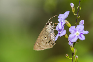 borbo cinnara (Hesperiidae) Butterfly 0n flower