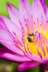 little bee on lotus flower