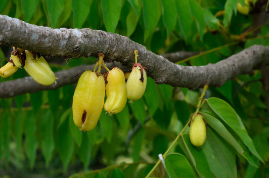 Averrhoa bilimbi a.k.a. Kamias/Cucumber tree/Bilimbi