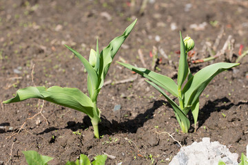 two green tulips
