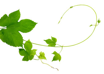 Branches hop with leaves isolated on white background without sh