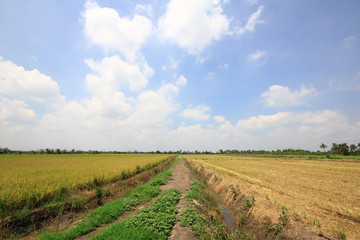 Fototapeta na wymiar Rice paddy fields natural beauty of Thailand.
