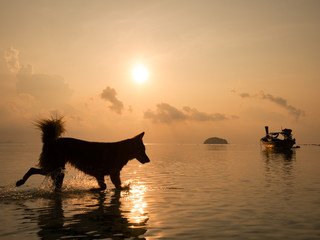 Perspectives silhouette of happy dog running in the sea at sunrise in summer time with long tail fishing boat reflect with water sea in background. (selective focus)