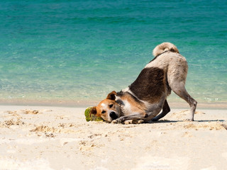 Happy dog put it head on sand beach with the beautiful sea background. Black and white funny dog playing on beach at sea in summer time.