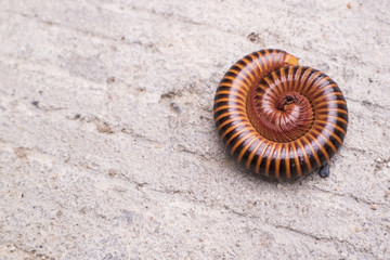 Millipedes curl on wood