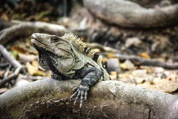Big lizard on branch