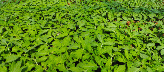 Plans de tomates bandeau