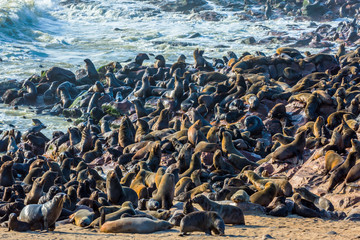 Naklejka premium Reserve fur seals