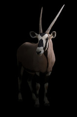 Naklejka premium gemsbok or oryx
