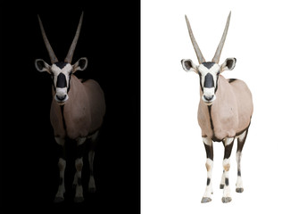 Naklejka premium oryx lub gemsbok na ciemnym tle