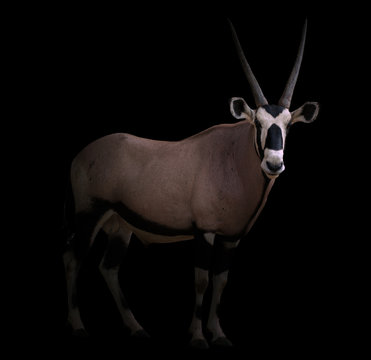 gemsbok or oryx