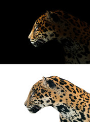 jaguar on black and white background