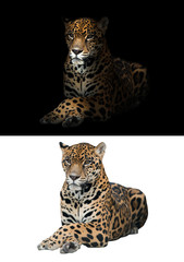 jaguar on black and white background