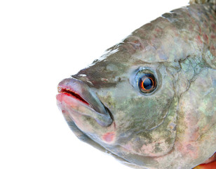 Tilapia on a white background