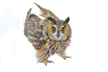 The owl in the white back