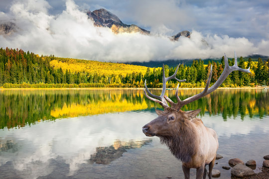 Proud deer antlered stands on the banks of lake