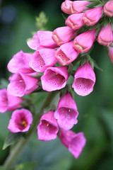 Foxglove or Digitalis purpurea  