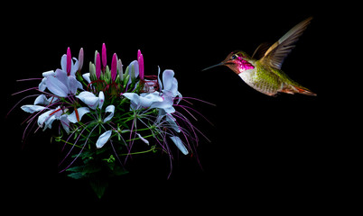 Hummingbird visits tropical flower black background