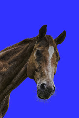 Fototapeta premium isolated horse head