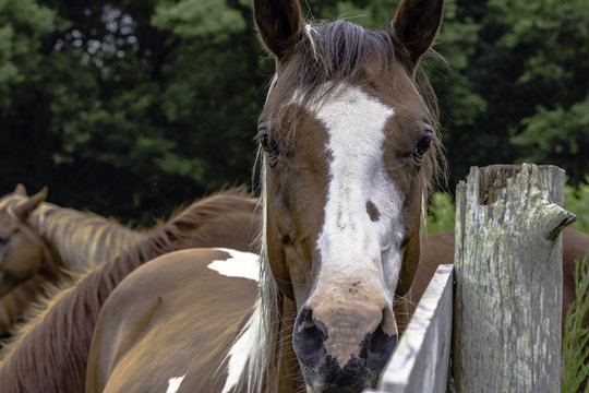 horse looking at camera next to a fence post