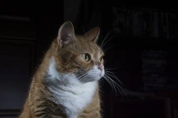 рыжий кот на тёмном фоне