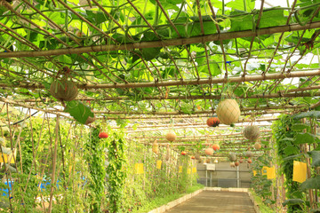 The pumpkin in the greenhouses