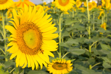 Obraz premium Beautiful yellow sunflower field