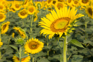 Beautiful yellow sunflower field