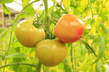Tomatoes are growing