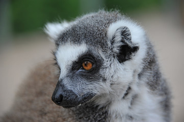 Fototapeta premium Lemur 2