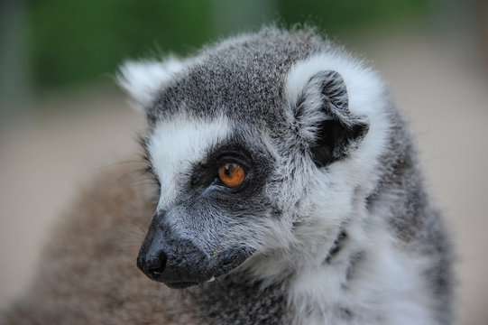 Lemur 2