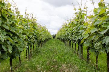 Fahrgasse im Weinberg zwischen Reb-Spalieren
