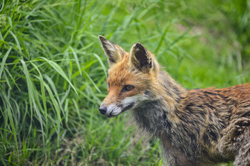 Stunning male fox in long lush green grass of Summer field