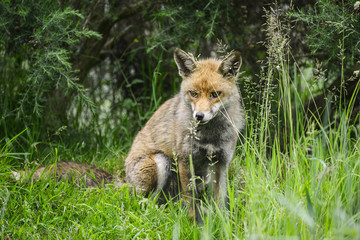 Stunning male fox in long lush green grass of Summer field