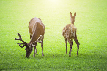 Beautiful red deer stag and doe in bright Summer sunlight grazin