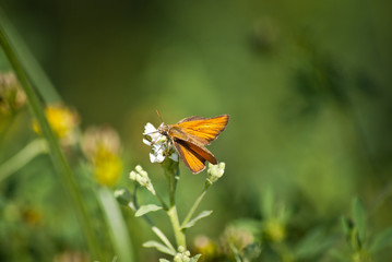 Motyl na kwiatku © Mariusz Stoszewski