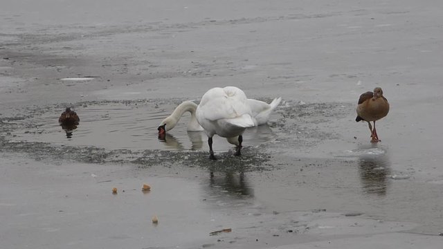Feeding swan on frozen pond