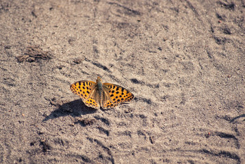 Motyl na piasku © Mariusz Stoszewski